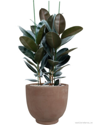 Ficus elastica 'Abidjan' in Terra Cotta Kevin - Vaxtinredarna.se