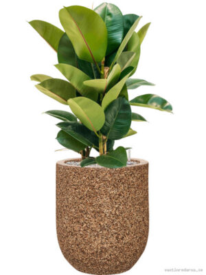 Ficus elastica 'Robusta' in Baq Naturescast