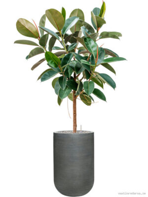 Ficus elastica 'Robusta' in Ridged Horizontally