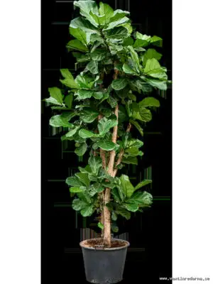 Ficus lyrata (250/300) - Vaextinredarna.se