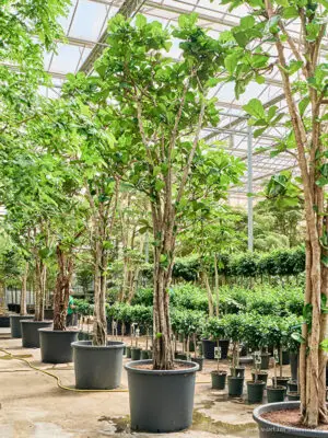 Ficus lyrata - Vaextinredarna.se