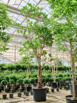 Ficus lyrata - Vaextinredarna.se