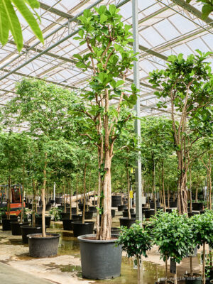 Ficus lyrata - Vaextinredarna.se