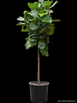 Ficus lyrata - Vaextinredarna.se