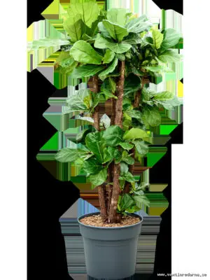 Ficus lyrata - Vaextinredarna.se