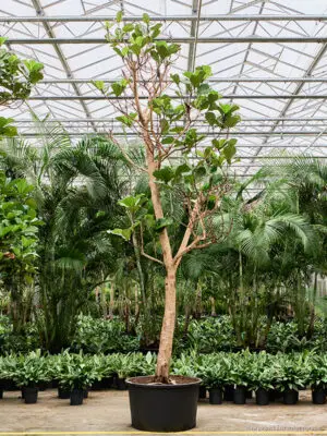 Ficus lyrata - Vaextinredarna.se