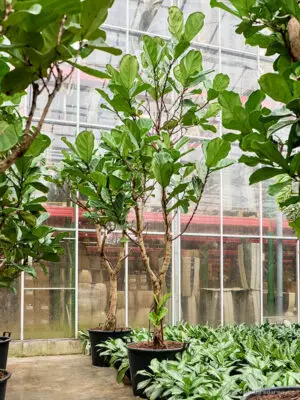 Ficus lyrata - Vaextinredarna.se