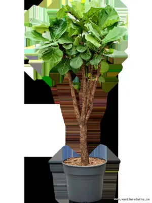 Ficus lyrata - Vaextinredarna.se