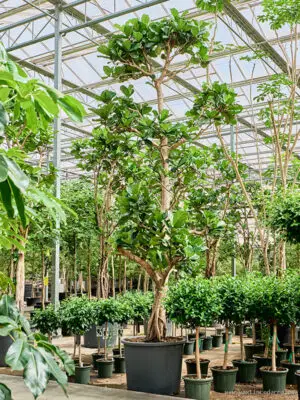 Ficus lyrata - Vaextinredarna.se