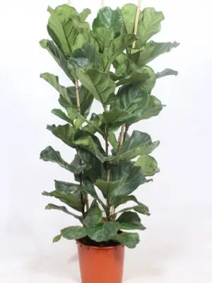Ficus lyrata - Vaextinredarna.se