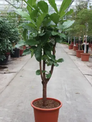 Ficus lyrata - Vaextinredarna.se