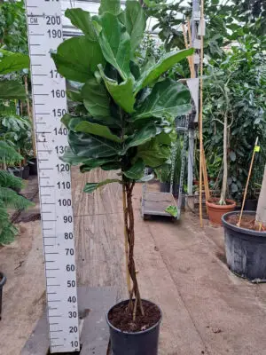 Ficus lyrata - Vaextinredarna.se