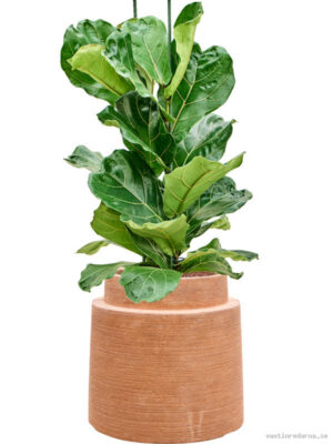 Ficus lyrata in Colorado