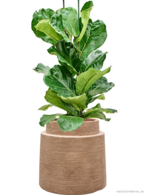 Ficus lyrata in Colorado