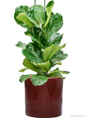 Ficus lyrata in Cylinder