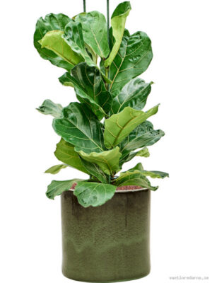 Ficus lyrata in Cylinder