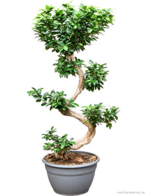 Ficus microcarpa Ginseng