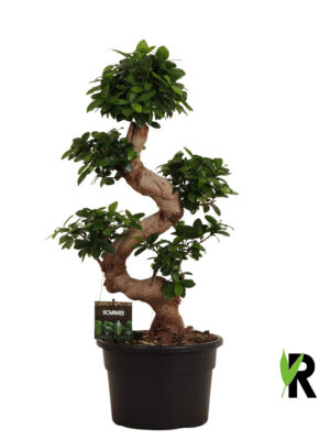 Ficus microcarpa Ginseng - Vaxtinredarna.se