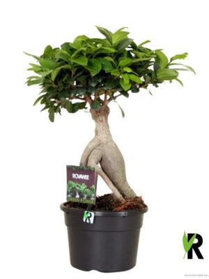 Ficus microcarpa Ginseng - Vaxtinredarna.se