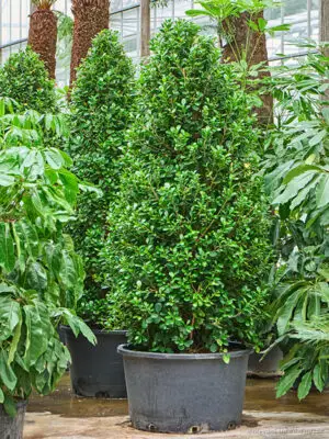 Ficus microcarpa 'Moclame' - Vaextinredarna.se