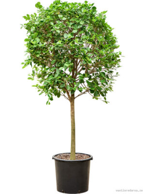 Ficus microcarpa 'Moclame'(200-230) - Vaxtinredarna.se