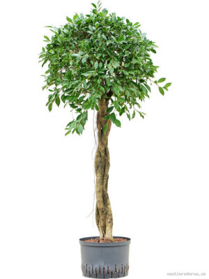 Ficus microcarpa ‘Nitida’ - Vaxtinredarna.se