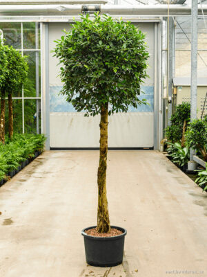 Ficus microcarpa ‘Nitida’ - Vaxtinredarna.se