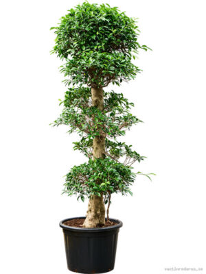 Ficus microcarpa 'Nitida' - Vaxtinredarna.se