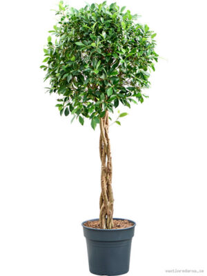 Ficus microcarpa ‘Nitida’ - Vaxtinredarna.se