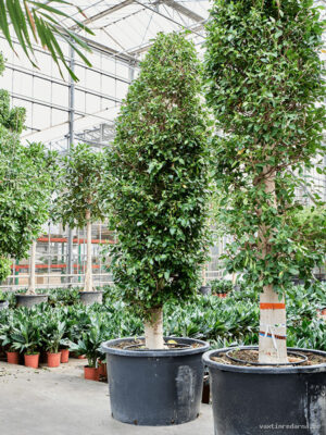 Ficus microcarpa ‘Nitida’ - Vaxtinredarna.se