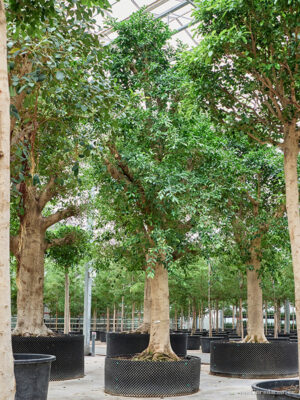 Ficus microcarpa 'Nitida'