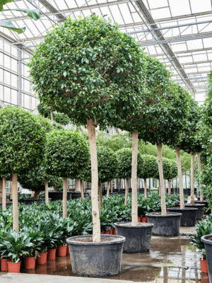 Ficus microcarpa ‘Nitida’ - Vaxtinredarna.se
