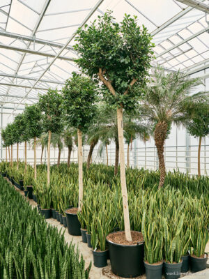 Ficus microcarpa 'Nitida' - Vaxtinredarna.se