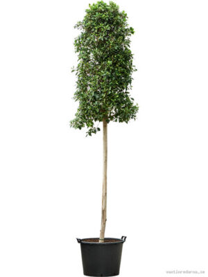 Ficus microcarpa 'Nitida' - Vaxtinredarna.se