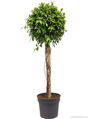 Ficus microcarpa ‘Nitida’ - Vaxtinredarna.se