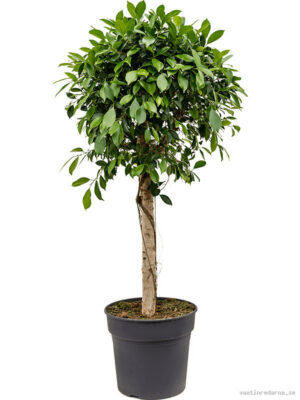Ficus microcarpa ‘Nitida’ - Vaxtinredarna.se