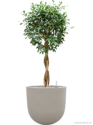 Ficus microcarpa 'Nitida' in Baq Seren - Vaxtinredarna.se