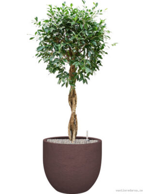 Ficus microcarpa 'Nitida' in Terreno - Vaxtinredarna.se