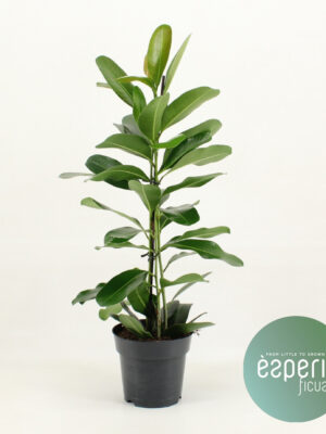Ficus microcarpa Smile® - Vaxtinredarna.se