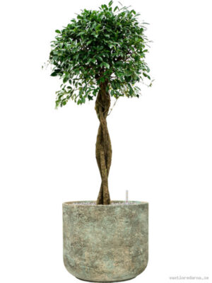 Ficus microcarpa u2018Nitidau2019 in Mont Blanc - Vaxtinredarna.se