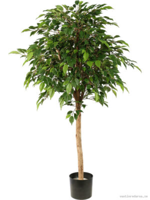 Ficus Natasja