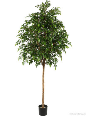 Ficus Natasja