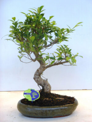 Ficus retusa - Vaxtinredarna.se