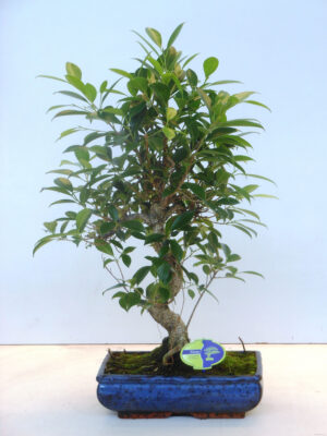 Ficus retusa - Vaxtinredarna.se