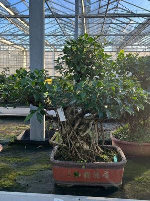 Ficus retusa - Vaxtinredarna.se