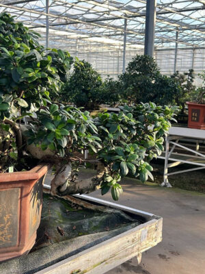 Ficus retusa - Vaxtinredarna.se