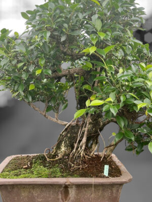 Ficus retusa - Vaxtinredarna.se