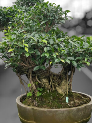 Ficus retusa - Vaxtinredarna.se