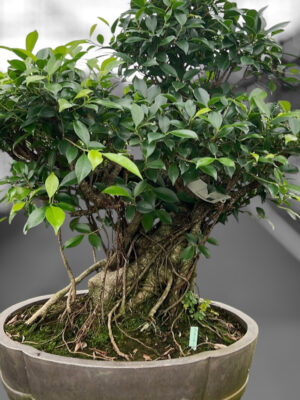 Ficus retusa - Vaxtinredarna.se