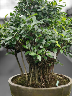 Ficus retusa - Vaxtinredarna.se